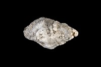 藏品(稜結螺)的圖片